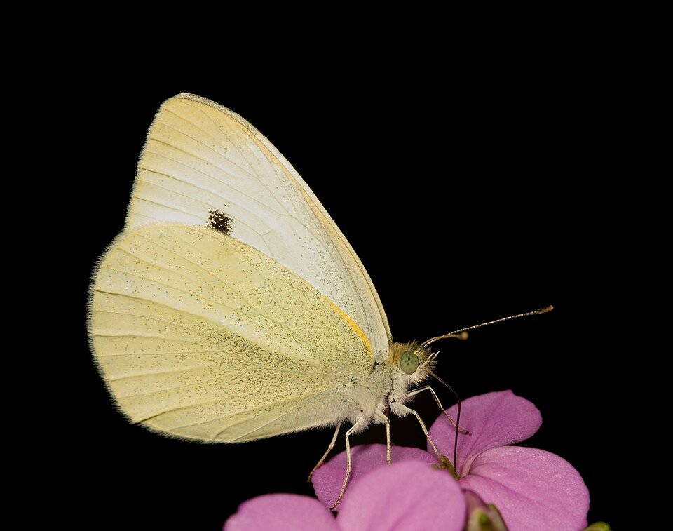 검은 배경에 흰 나비 한 마리가 분홍 꽃에 앉아 날개를 세우고 있다.