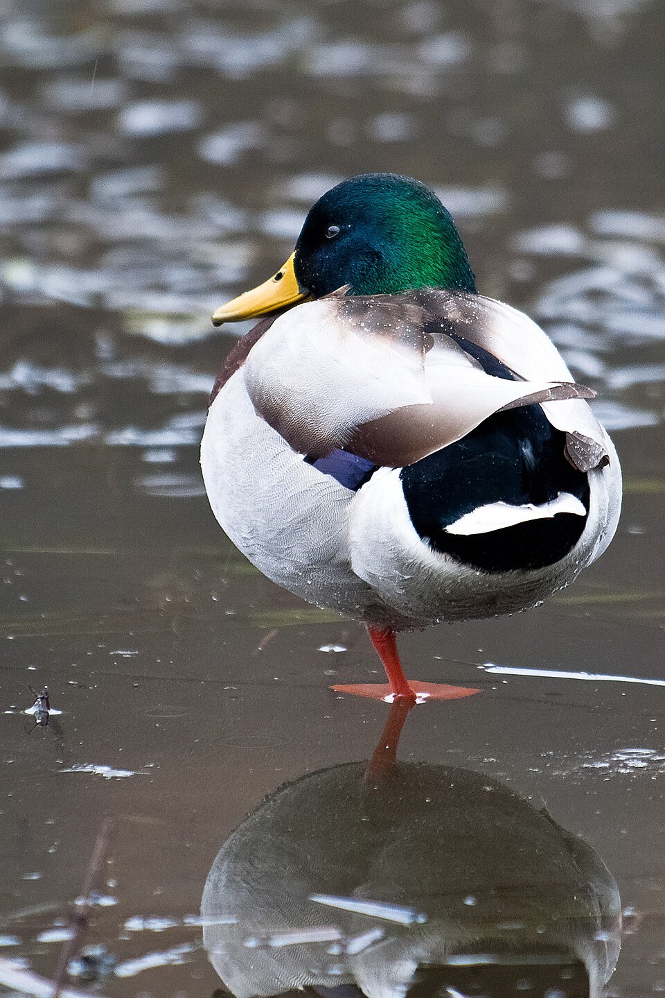 청둥오리 한 마리가 한쪽 다리로 물에 서 있어요. 초록 머리와 노란 부리가 보여요. 발은 물속에 잠겨 있어요.