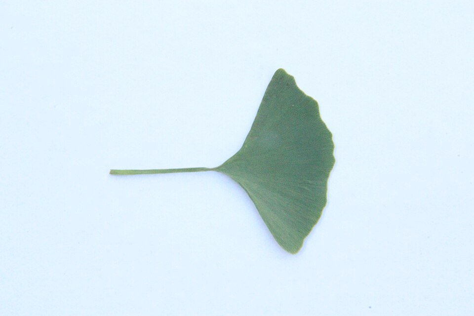 흰 배경 위 초록 은행잎 한 장. 부채 모양이다.