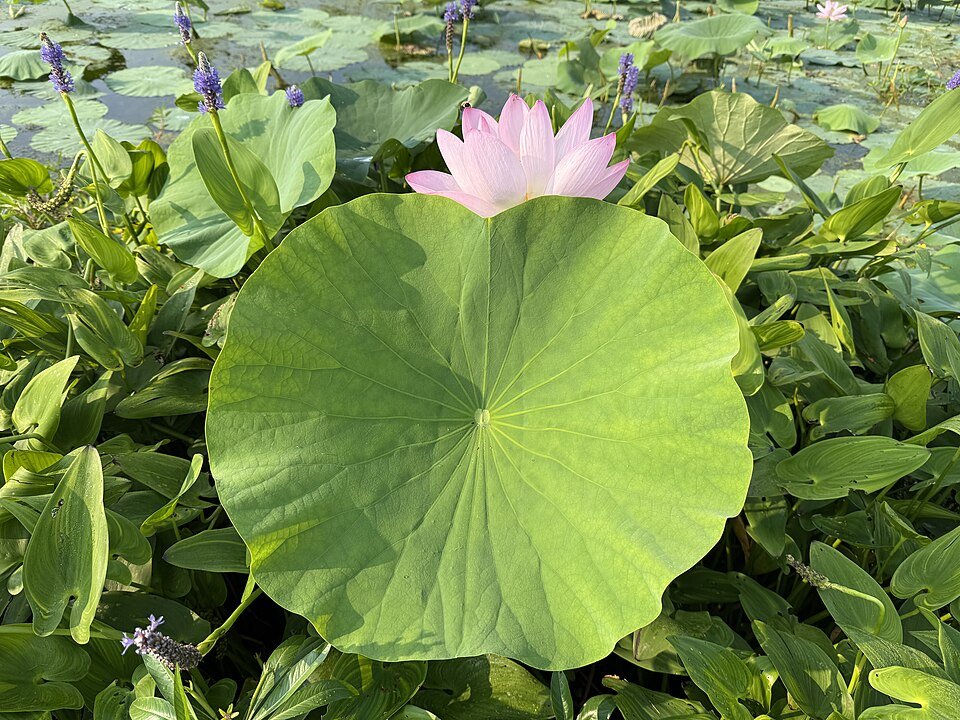 연못에 커다란 둥근 초록 잎이 펼쳐져 있어요. 잎 뒤로 분홍 꽃 한 송이가 피어 있어요.