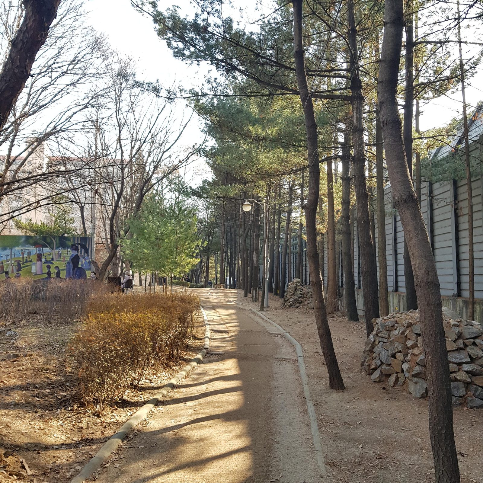 소나무가 길게 늘어선 숲 사이로 흙으로 된 산책길이 곧게 나 있다.