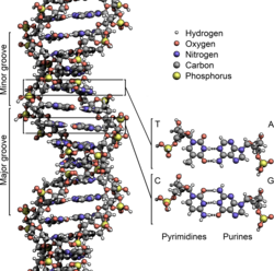 DNA 이중나선